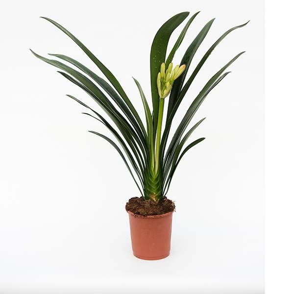<i>Clivia miniata</i> 