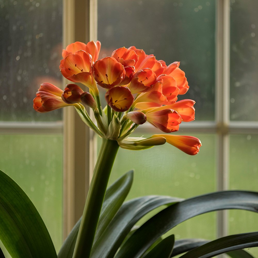<i>Clivia miniata</i> 