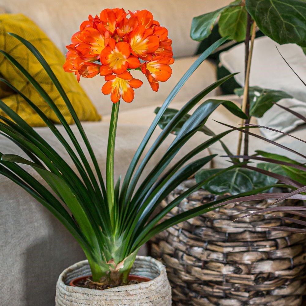 <i>Clivia miniata</i> 