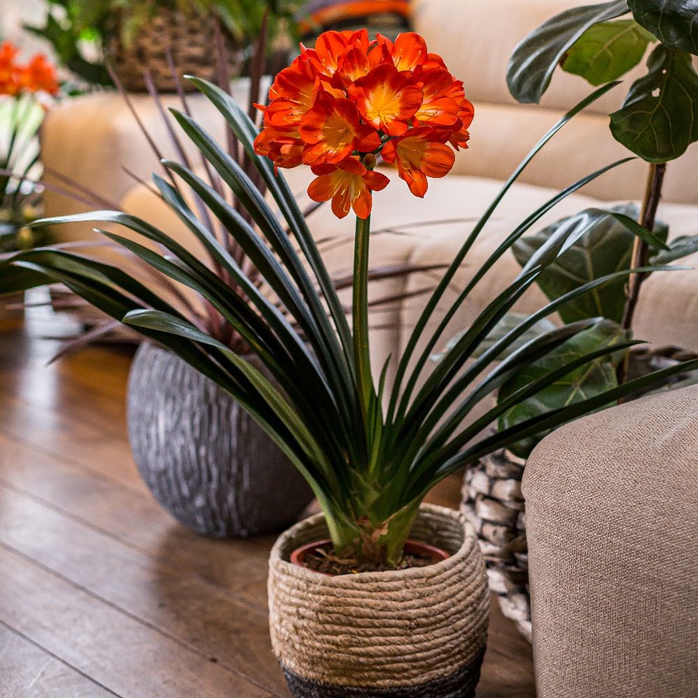 <i>Clivia miniata</i> 