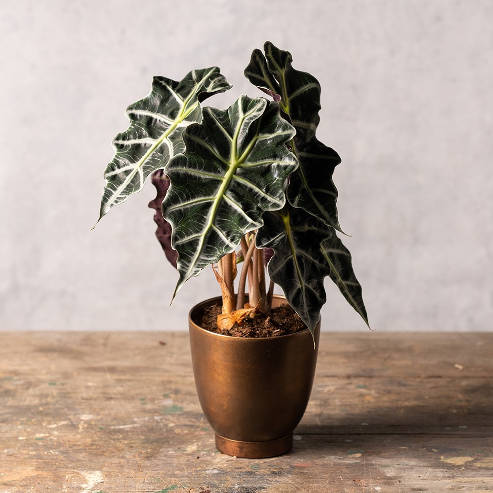<i>Alocasia</i> × <i>amazonica</i> 'Polly'