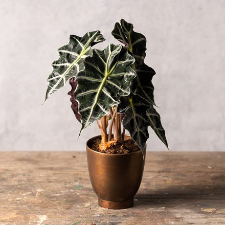 Alocasia × amazonica Polly
