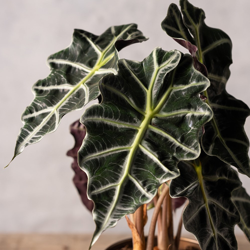 <i>Alocasia</i> × <i>amazonica</i> 'Polly'