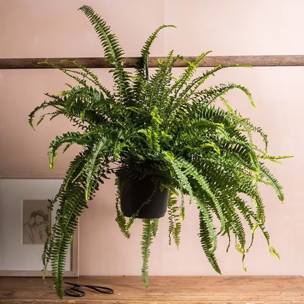 <i>Nephrolepis exaltata</i> 'Green Lady'