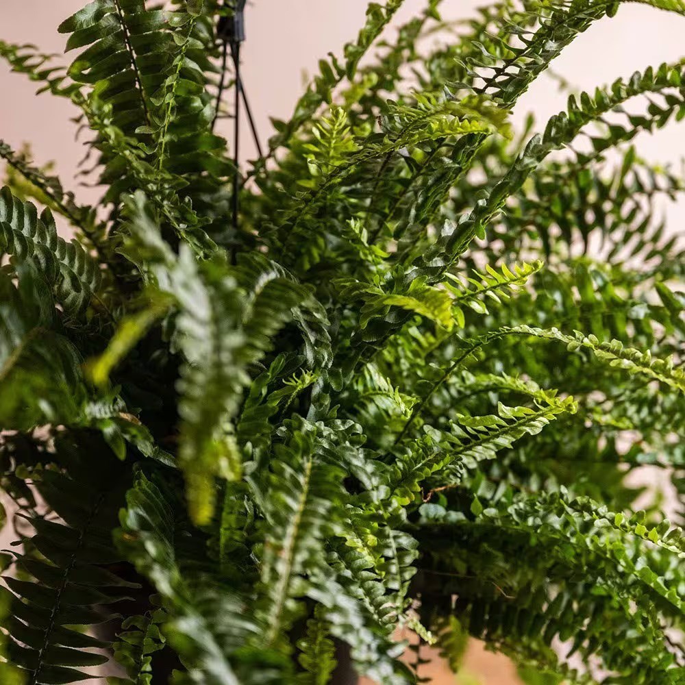 <i>Nephrolepis exaltata</i> 'Green Lady'
