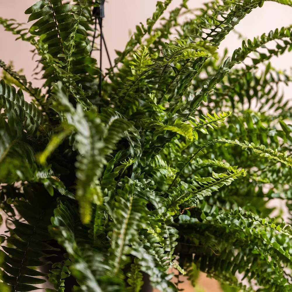 <i>Nephrolepis exaltata</i> 'Green Lady'
