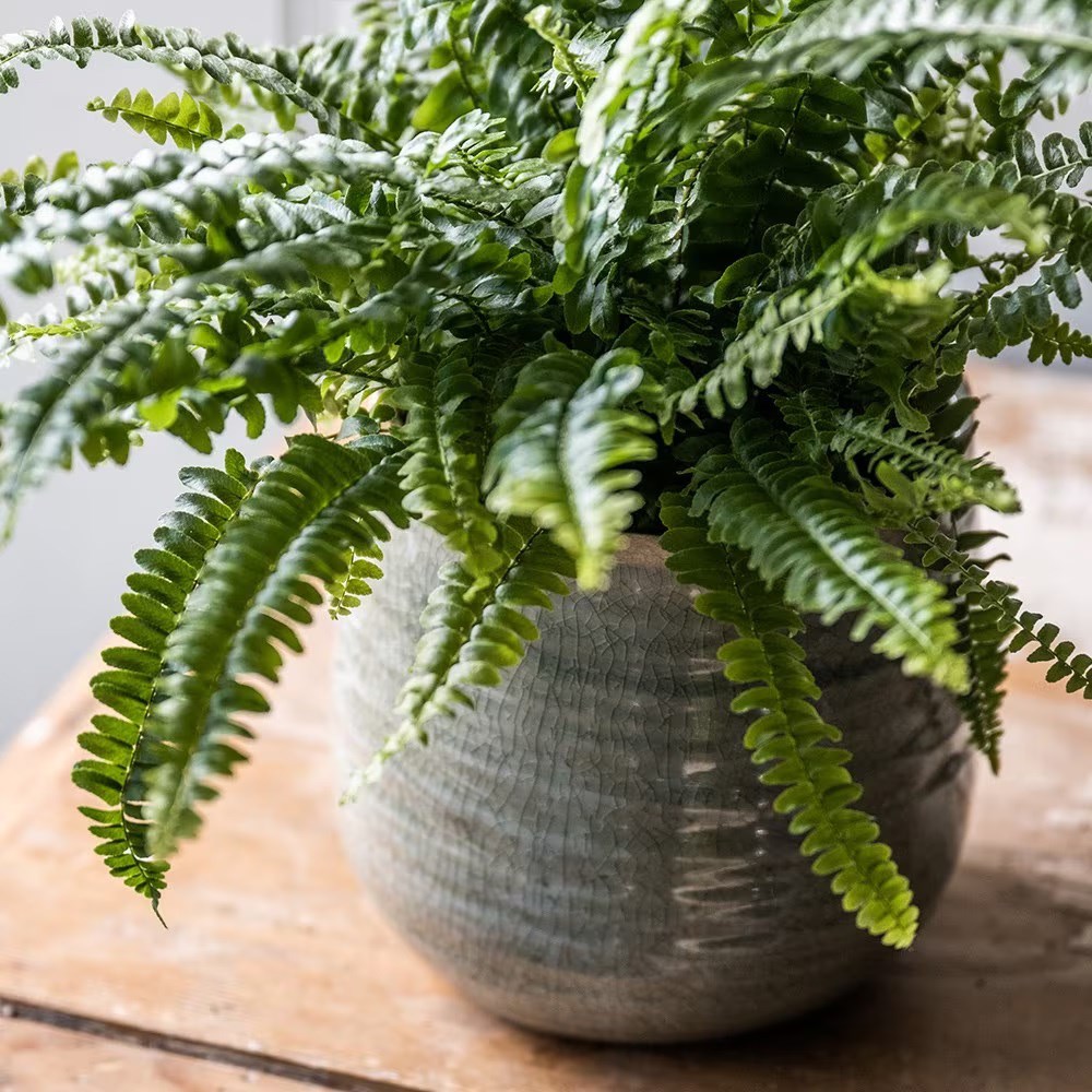 <i>Nephrolepis exaltata</i> 'Green Lady'