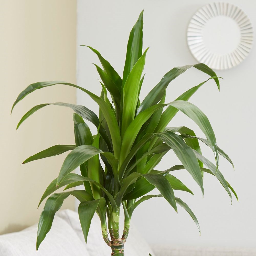 <i>Dracaena fragrans</i> 'Janet Craig'