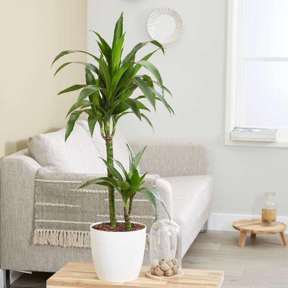 <i>Dracaena fragrans</i> 'Janet Craig'