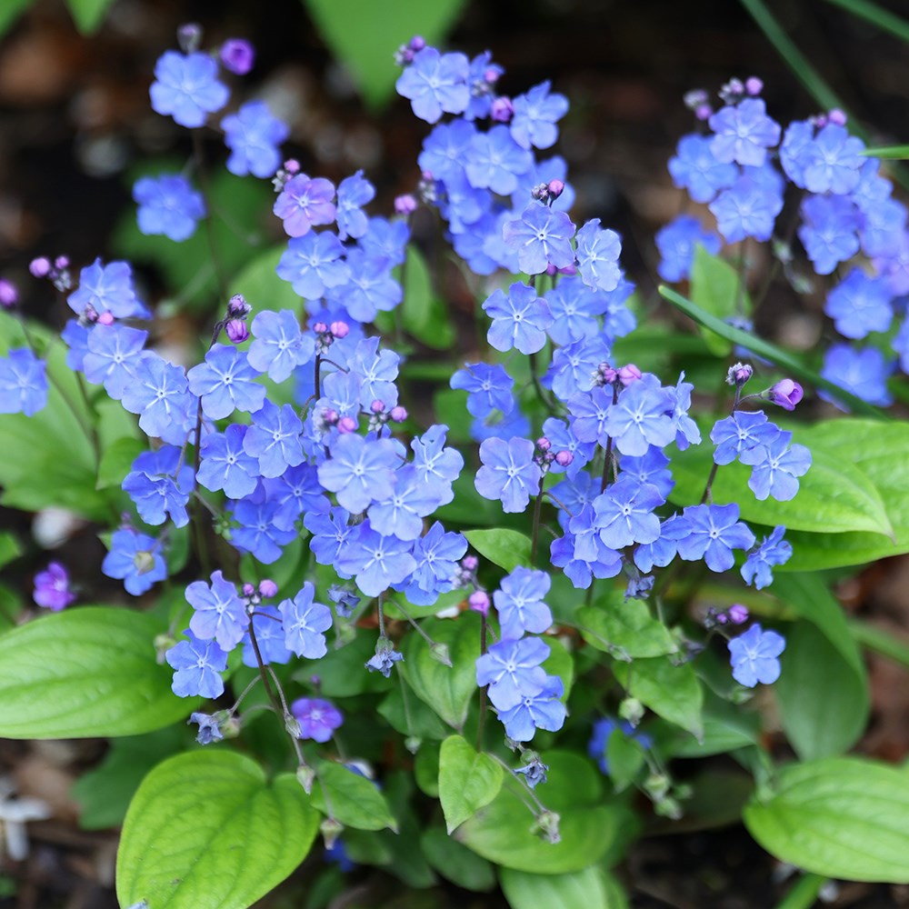 <i>Omphalodes cappadocica</i> 'Cherry Ingram'