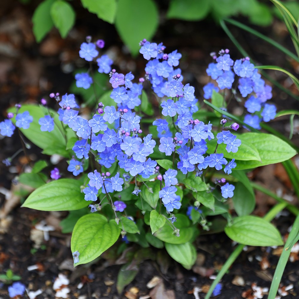 <i>Omphalodes cappadocica</i> 'Cherry Ingram'