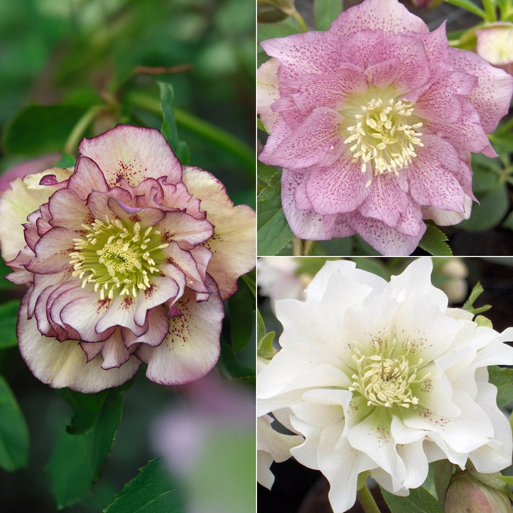 hellebore double Ellen collection