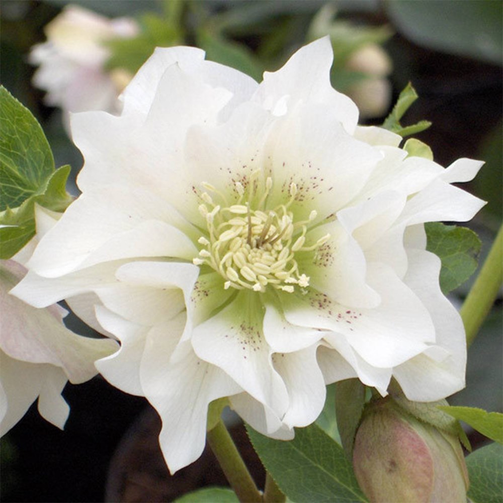 hellebore double Ellen collection