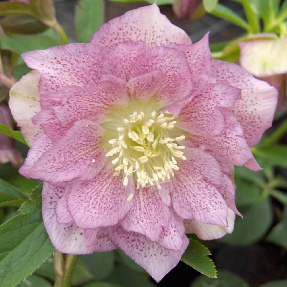 hellebore double Ellen collection
