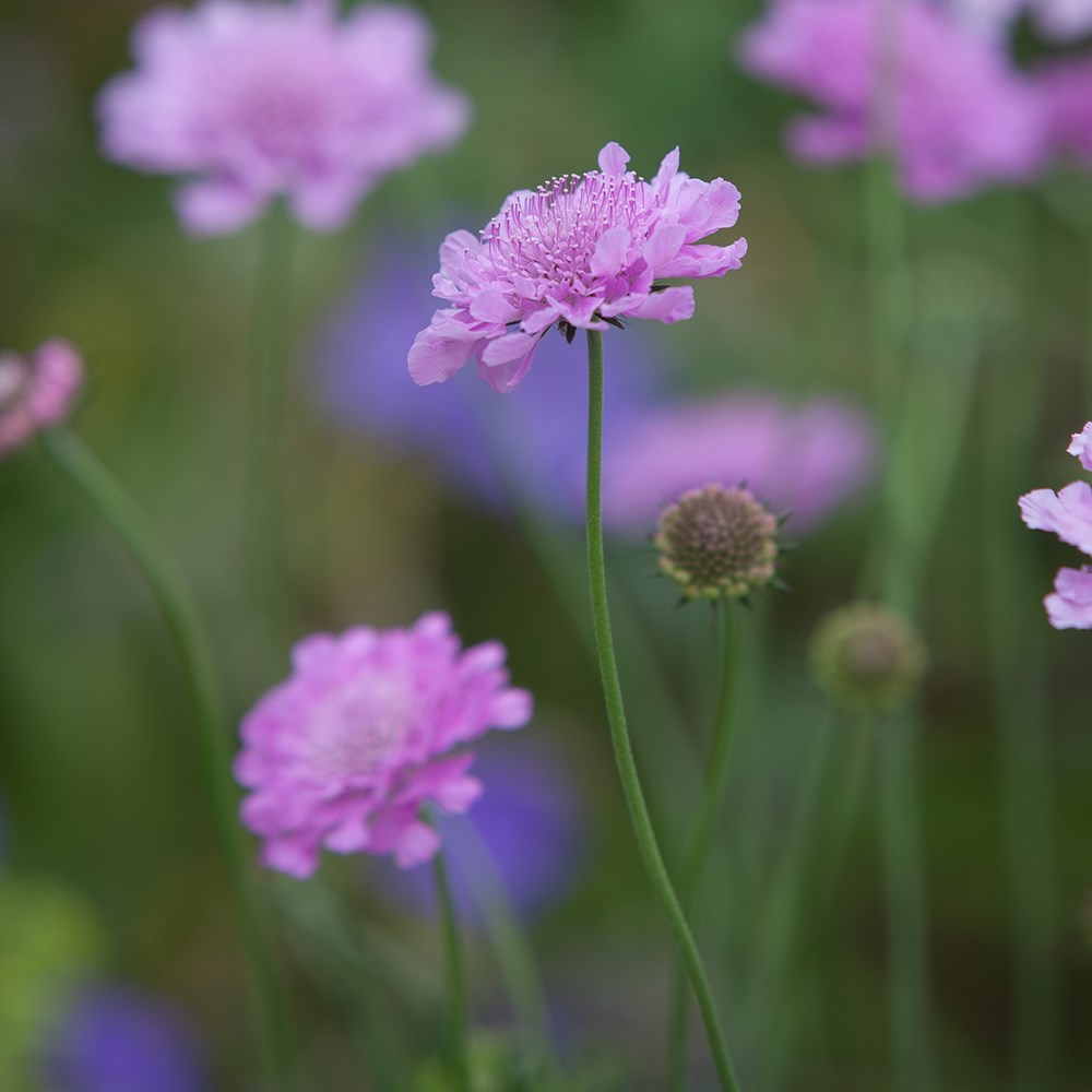 <i>Scabiosa</i> <b class=small-caps>Kudo Pink</b> ('Ichpin') (PBR) (Kudo Series)