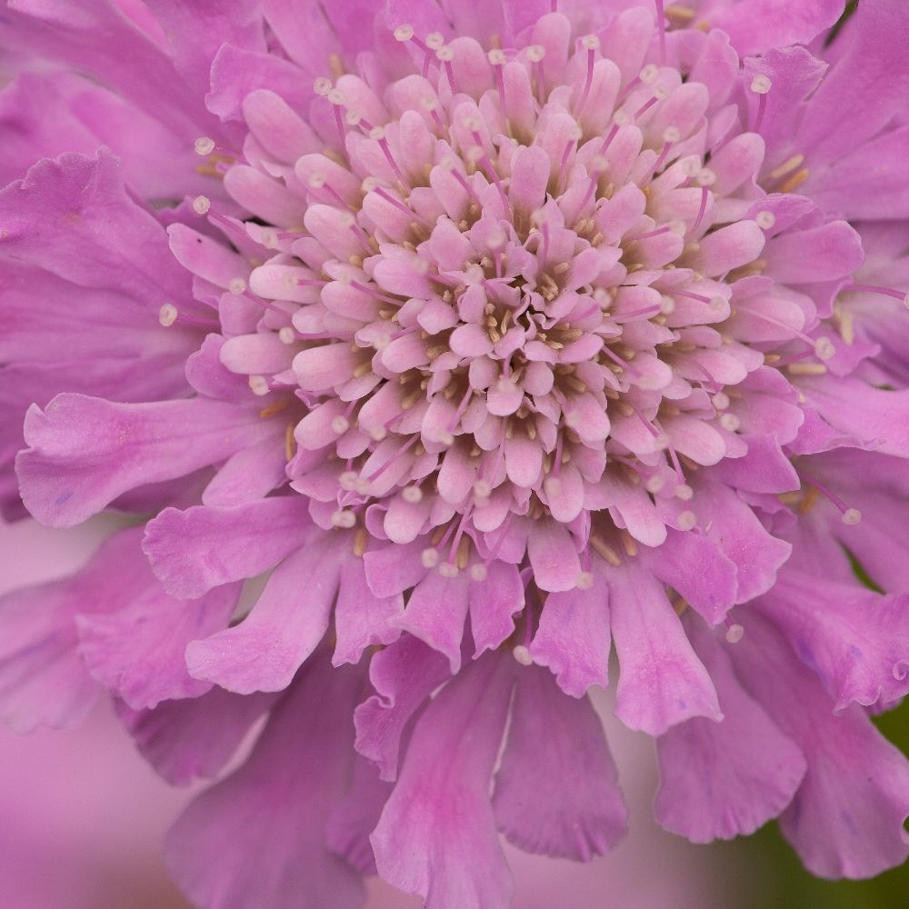 <i>Scabiosa</i> <b class=small-caps>Kudo Pink</b> ('Ichpin') (PBR) (Kudo Series)