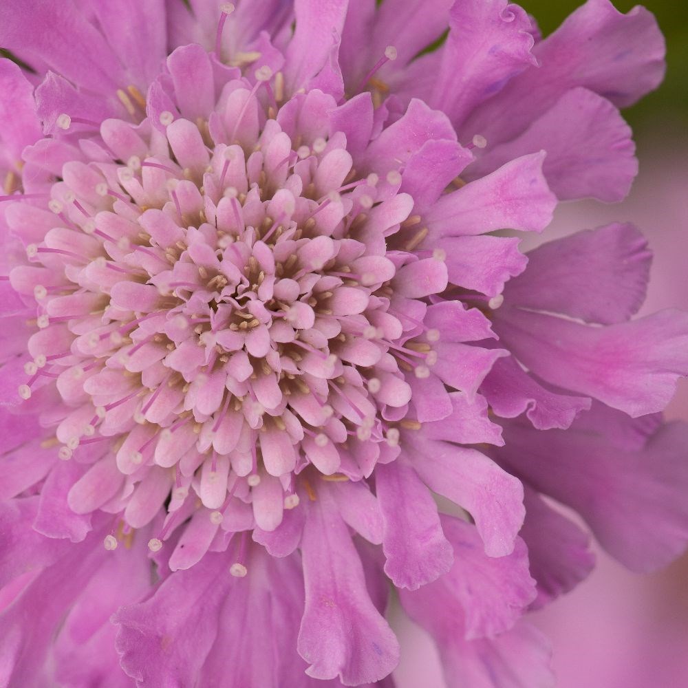 <i>Scabiosa</i> <b class=small-caps>Kudo Pink</b> ('Ichpin') (PBR) (Kudo Series)