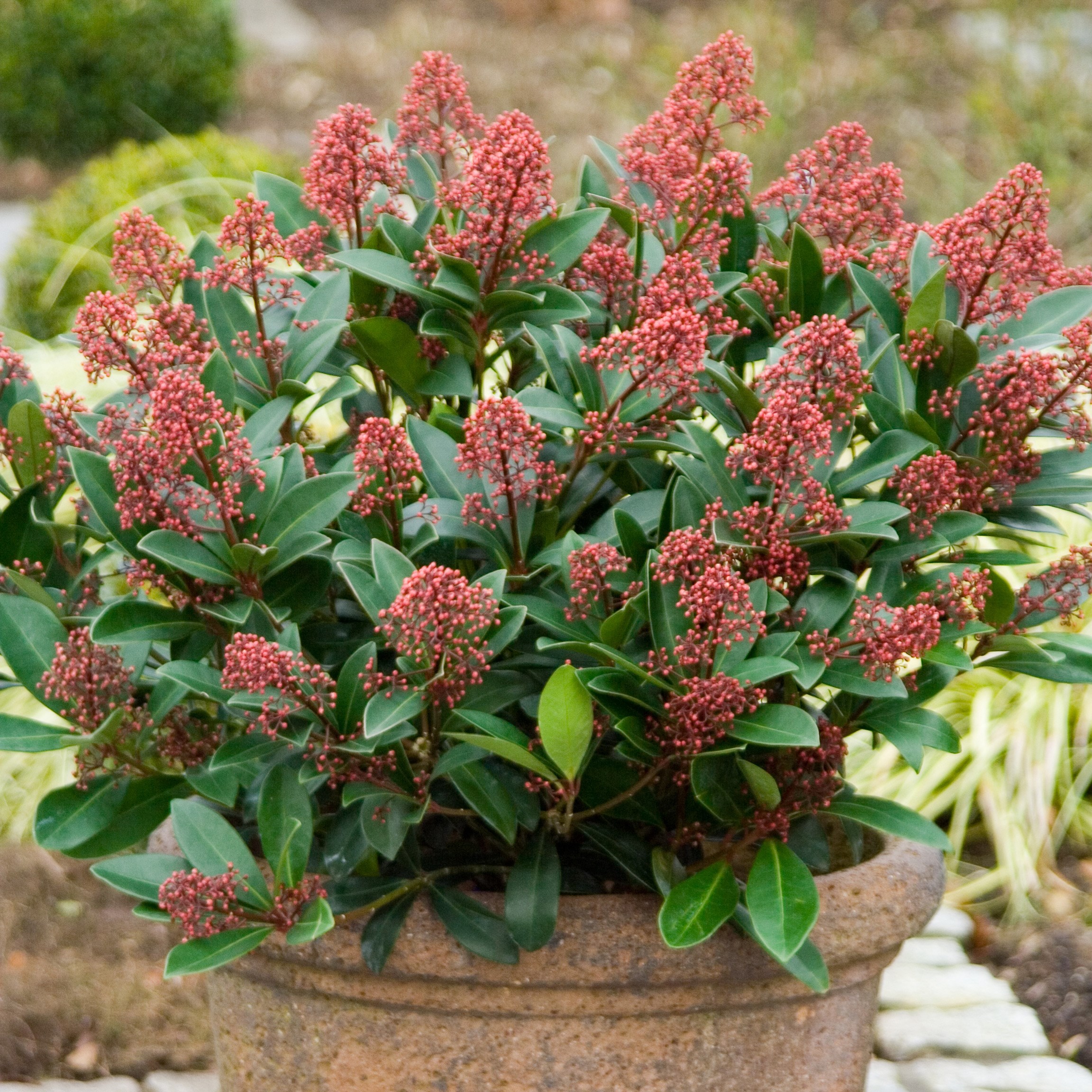 <i>Skimmia japonica</i> 'Rubella' (male)