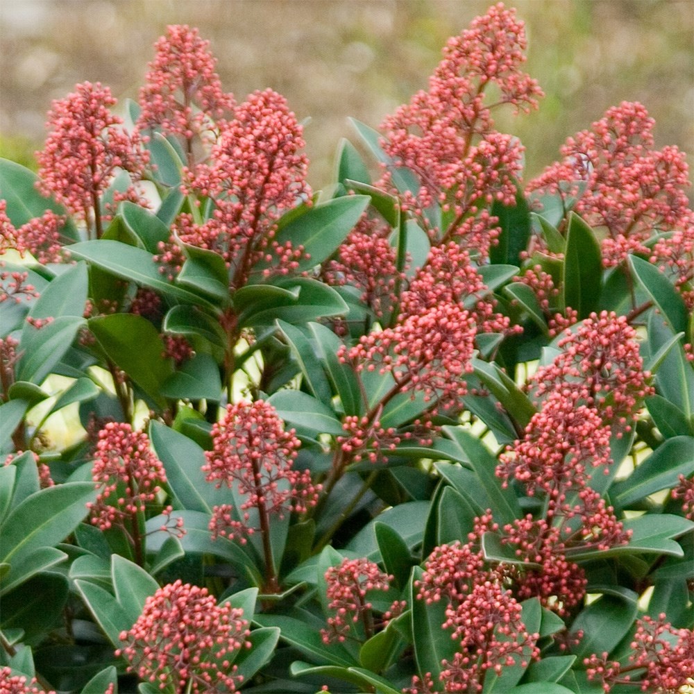 <i>Skimmia japonica</i> 'Rubella' (male)
