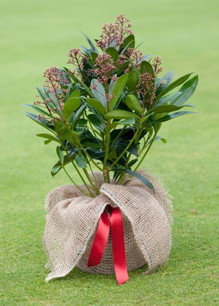 <i>Skimmia japonica</i> 'Rubella' (male)