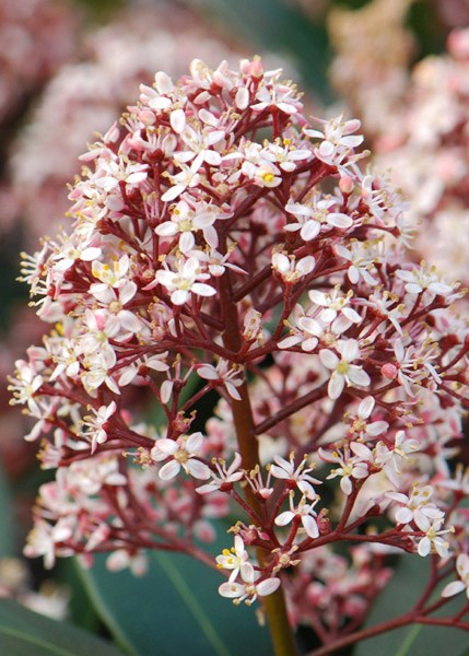 <i>Skimmia japonica</i> 'Rubella' (male)