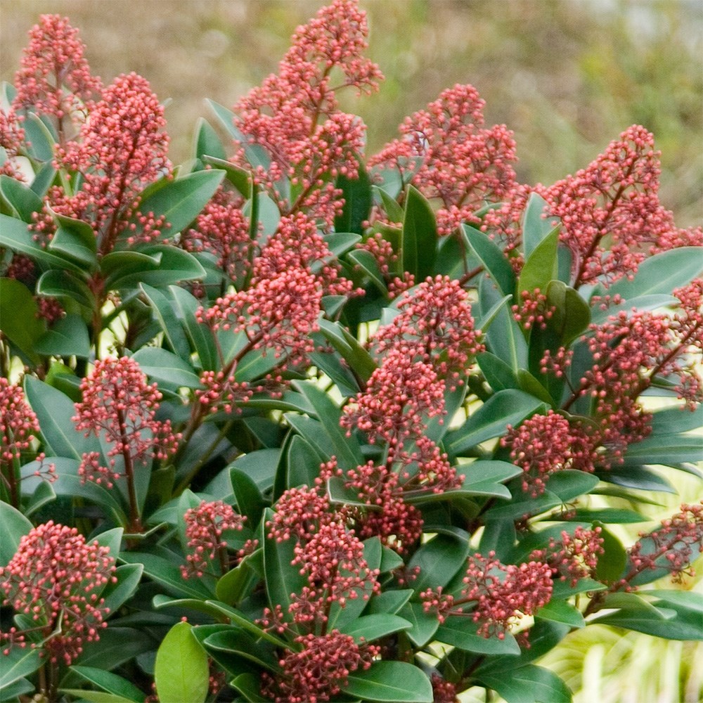 <i>Skimmia japonica</i> 'Rubella' (male)
