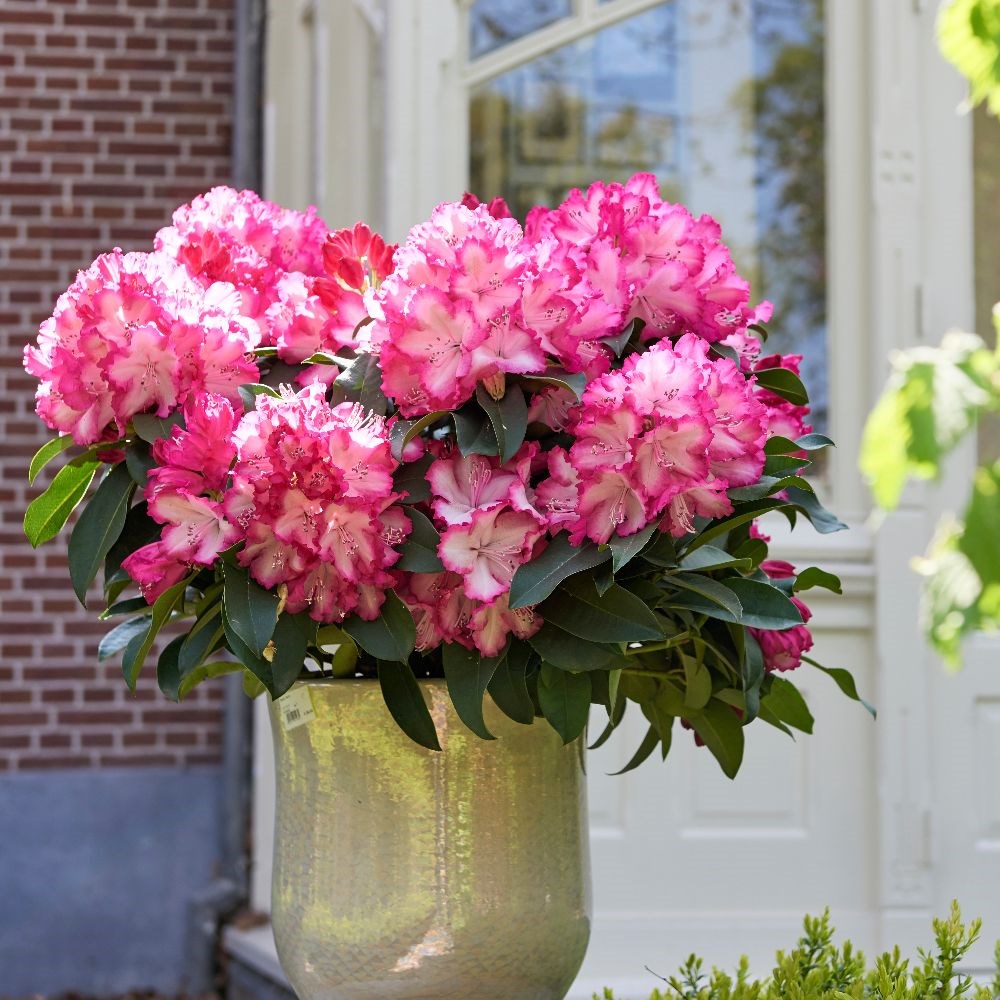 <i>Rhododendron</i> <b class=small-caps>XXL</b> ('Hort02') (PBR)