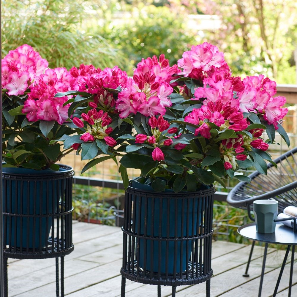 <i>Rhododendron</i> <b class=small-caps>XXL</b> ('Hort02') (PBR)