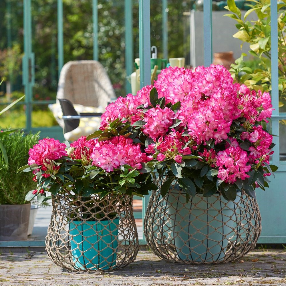 <i>Rhododendron</i> <b class=small-caps>XXL</b> ('Hort02') (PBR)