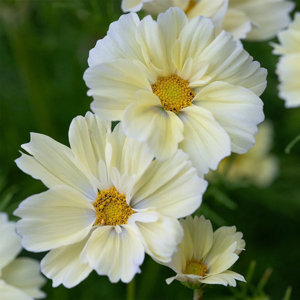 <i>Cosmos bipinnatus</i> 'Xanthos'