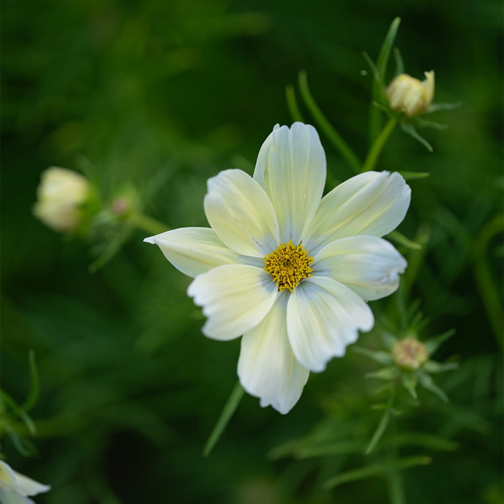 <i>Cosmos bipinnatus</i> 'Xanthos'