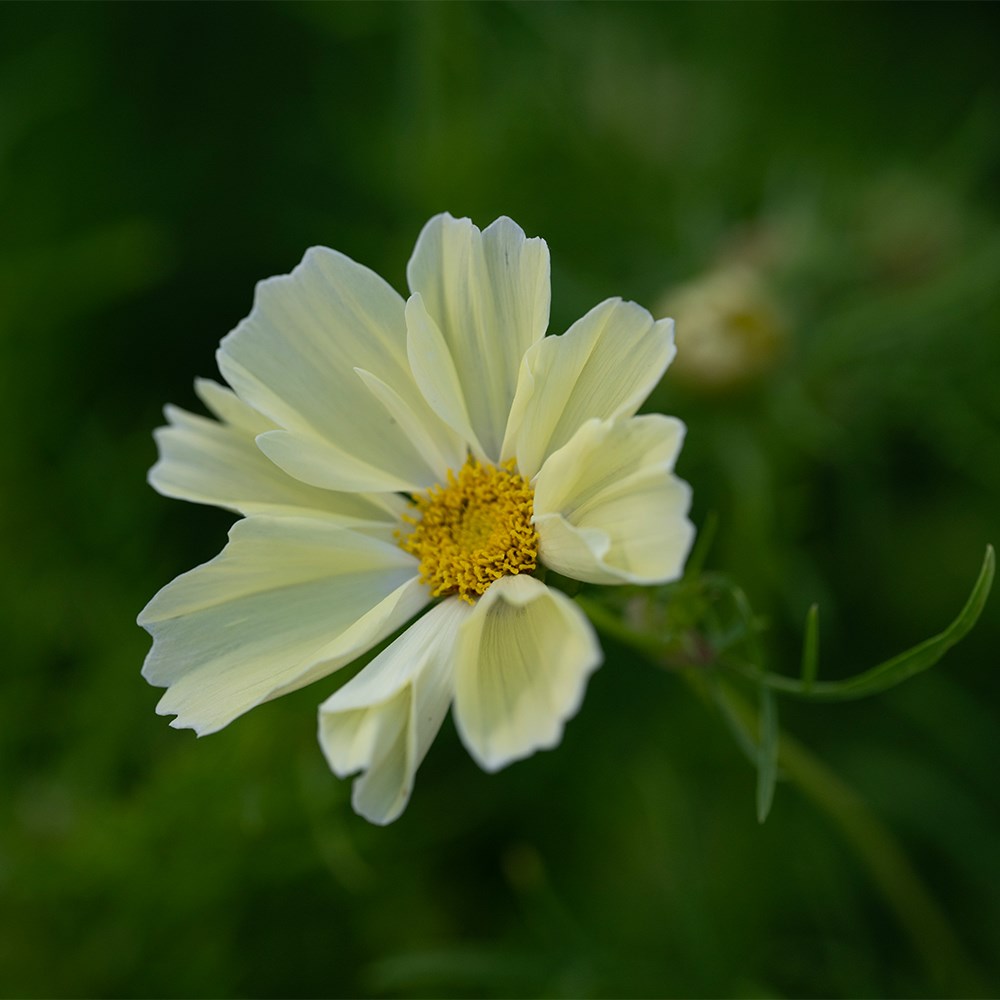 <i>Cosmos bipinnatus</i> 'Xanthos'