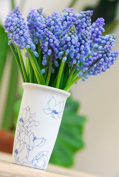 <i>Muscari armeniacum</i> 
