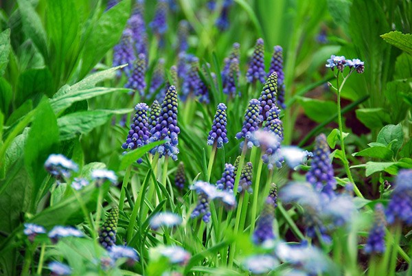 <i>Muscari armeniacum</i> 