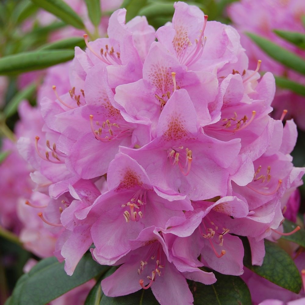 <i>Rhododendron</i> 'Roseum Elegans'