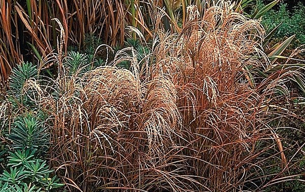 <i>Miscanthus sinensis</i> 'Kleine Fontäne'