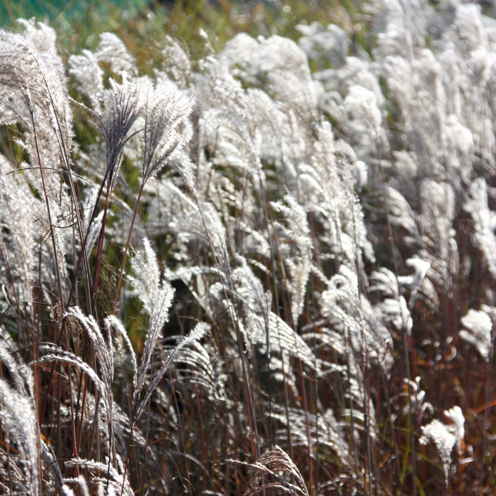 <i>Miscanthus sinensis</i> 'Kleine Fontäne'