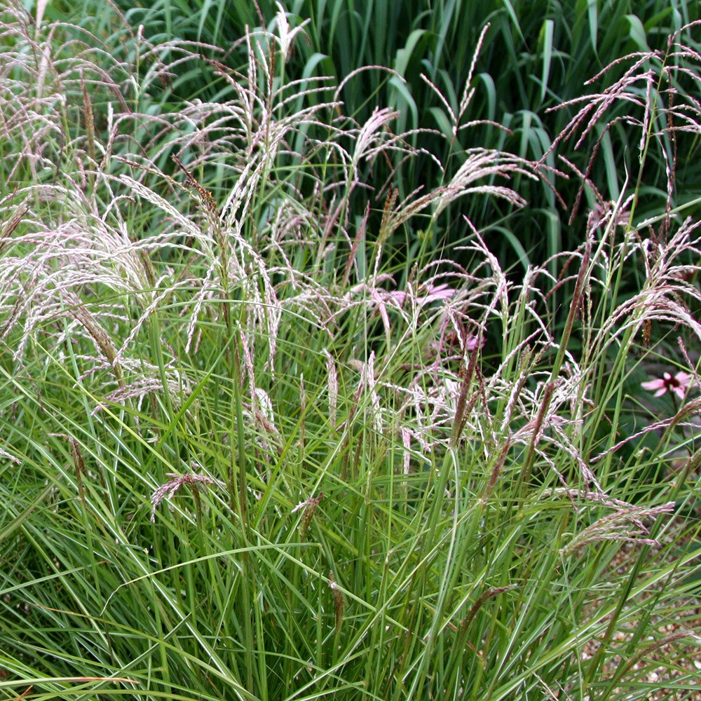 <i>Miscanthus sinensis</i> 'Kleine Fontäne'
