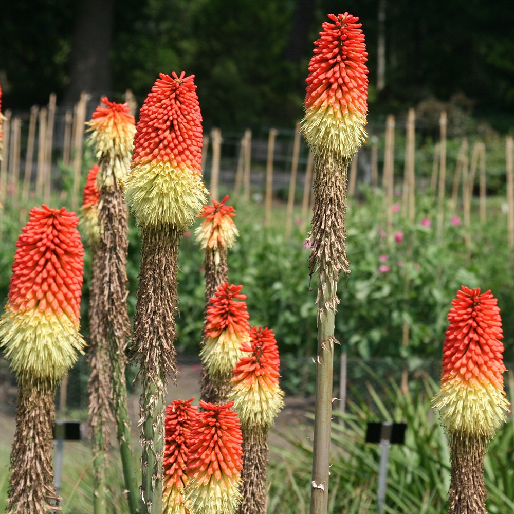 <i>Kniphofia uvaria</i> 