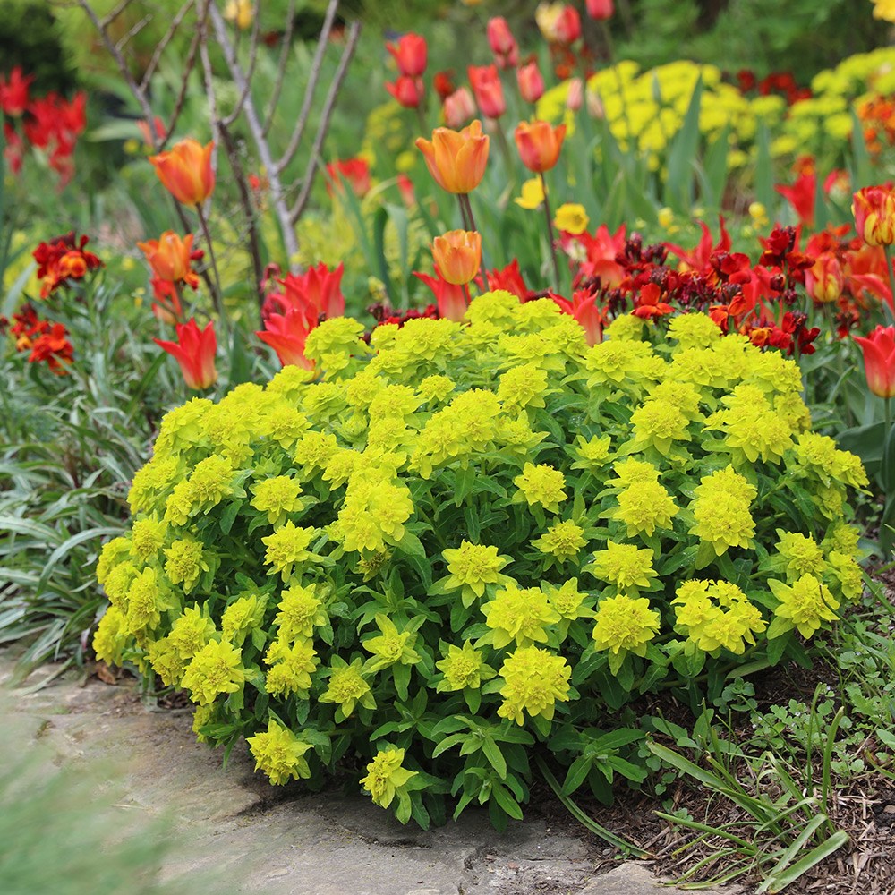 <i>Euphorbia epithymoides</i> 
