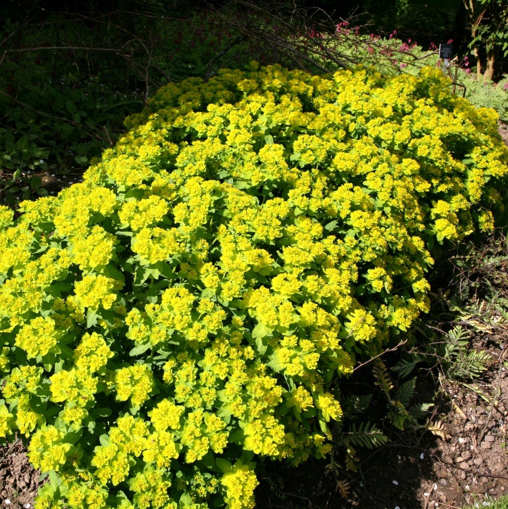 <i>Euphorbia epithymoides</i> 