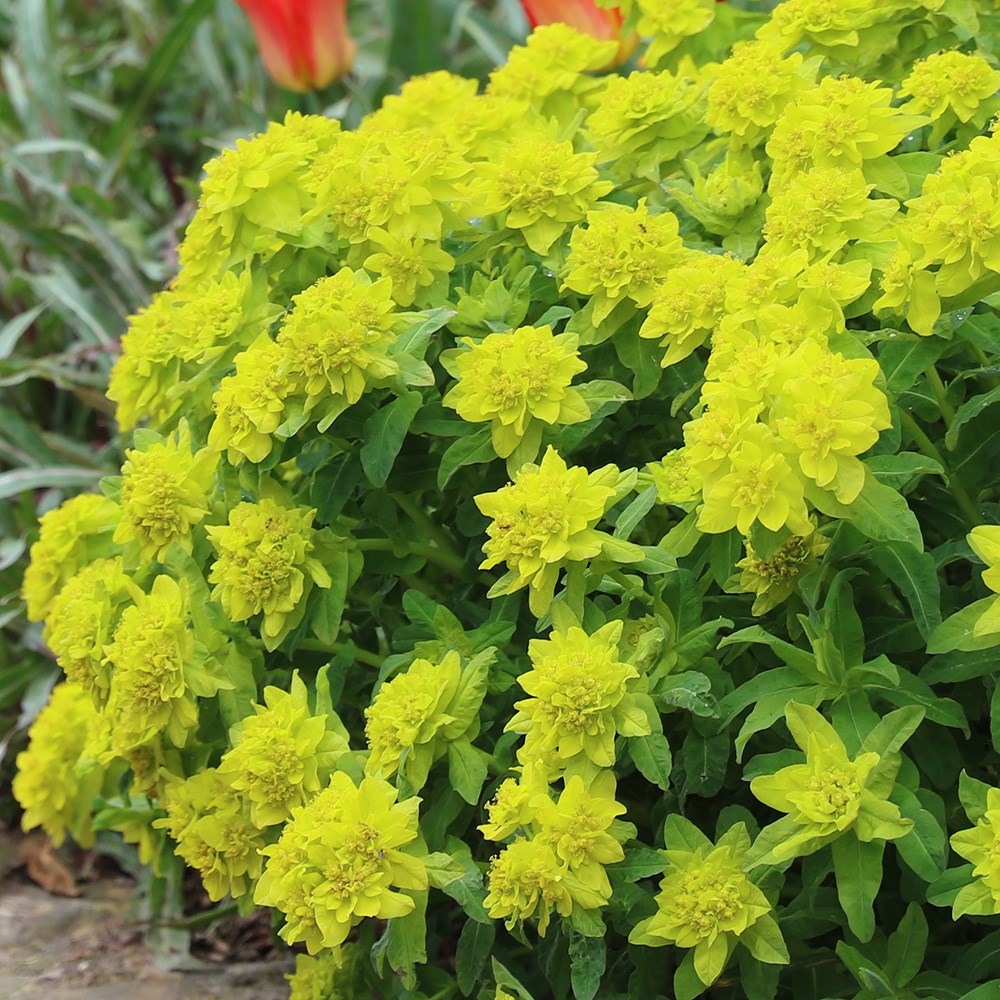 <i>Euphorbia epithymoides</i> 