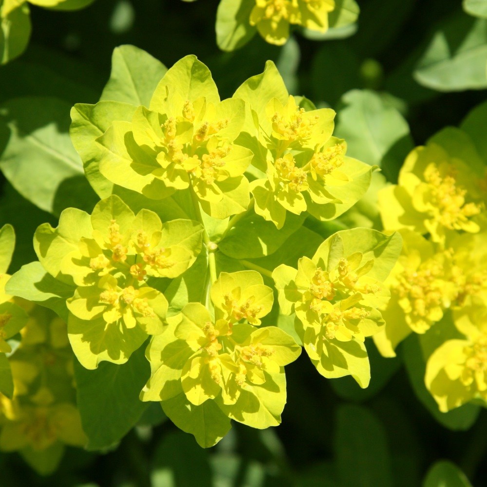 <i>Euphorbia epithymoides</i> 