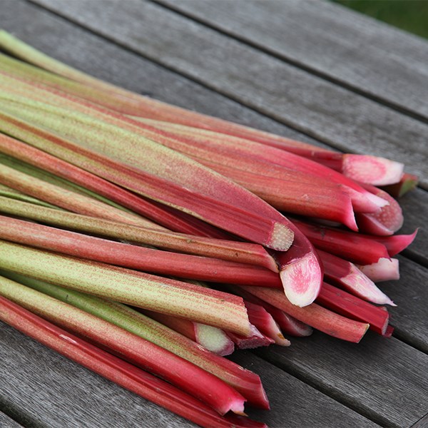 rhubarb 'Timperley Early'