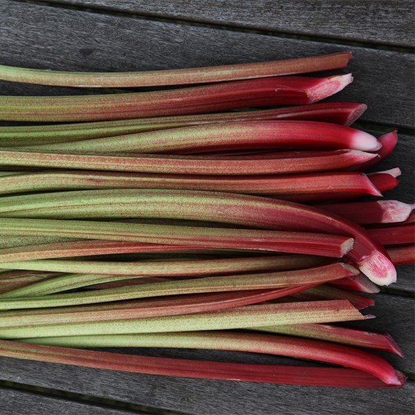 rhubarb 'Timperley Early'