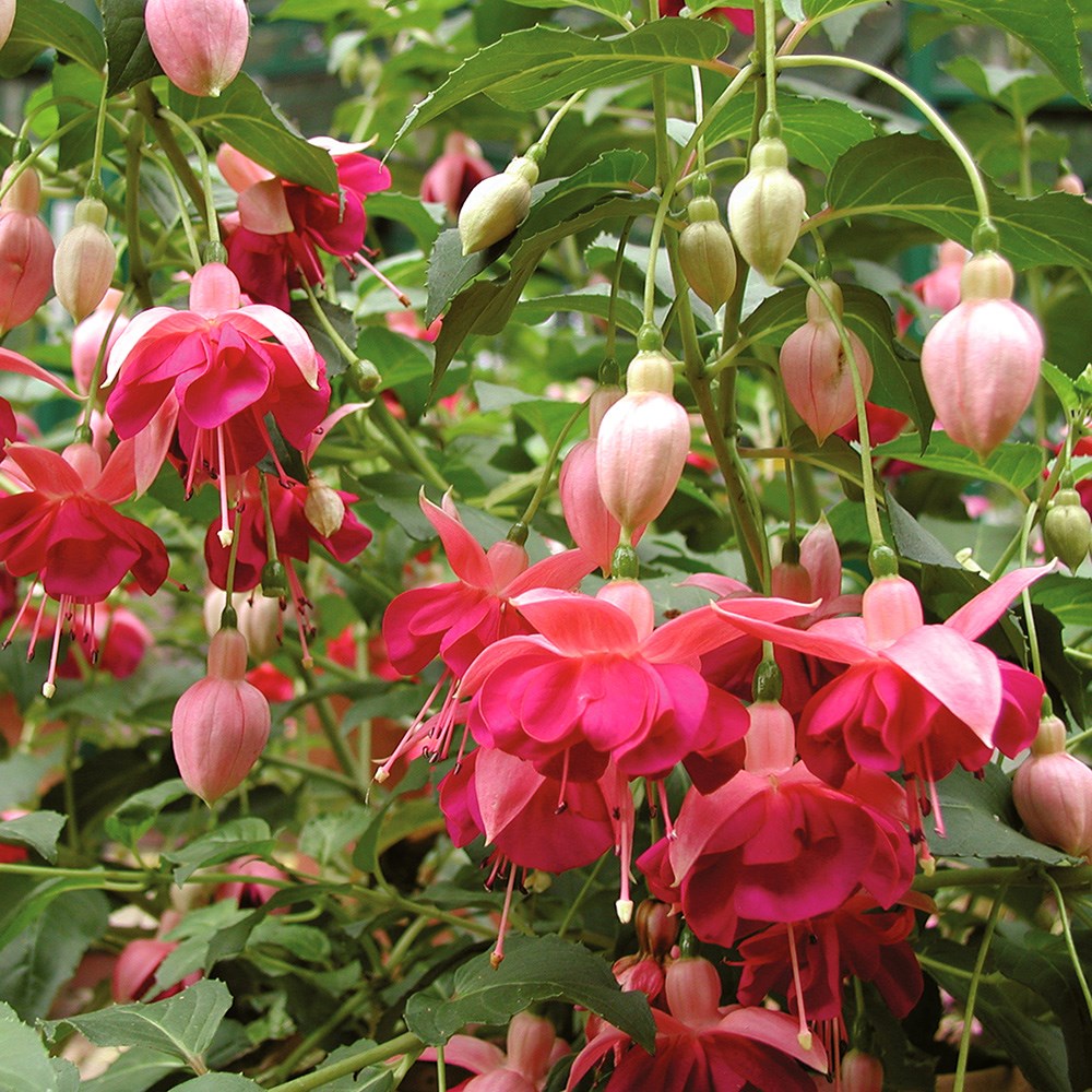 <i>Fuchsia</i> 'Garden News'