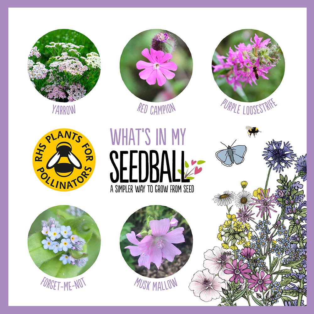 Seedballs for butterflies