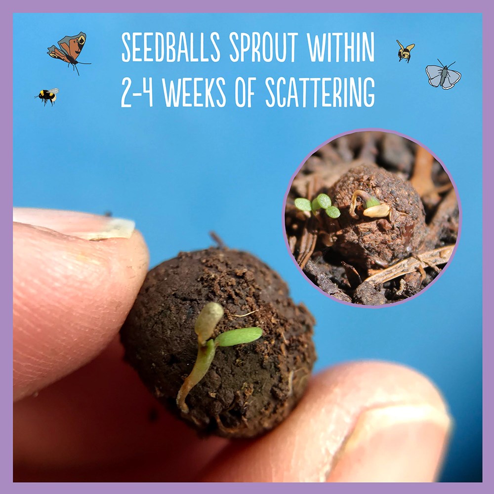 Seedballs for butterflies