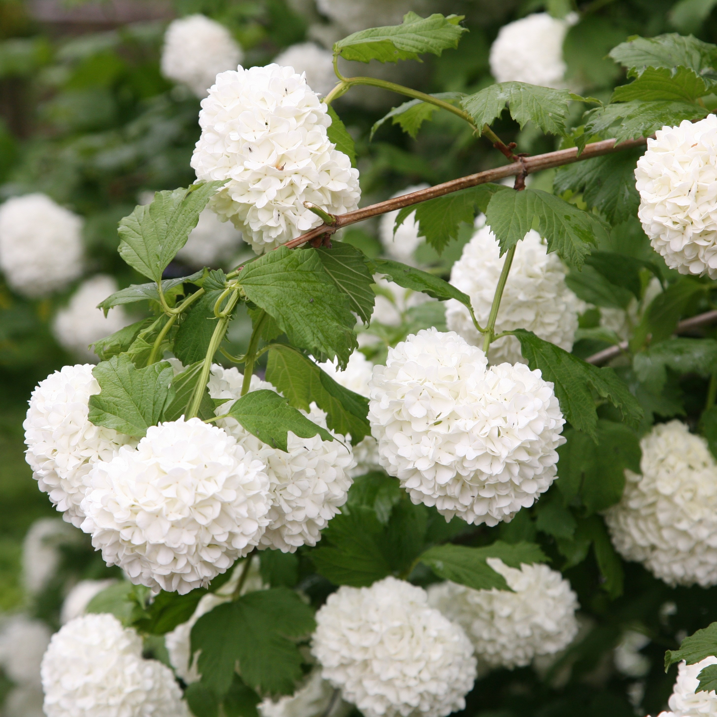 <i>Viburnum opulus</i> 'Roseum'