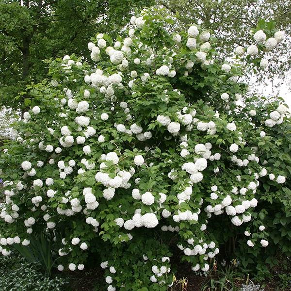 <i>Viburnum opulus</i> 'Roseum'